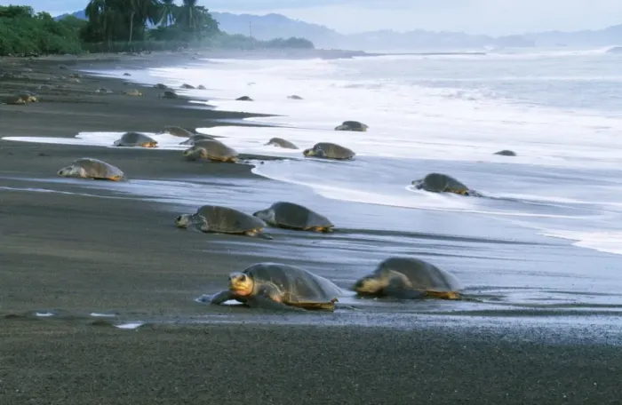 Framed Print : Olive Ridley Turtle - coming ashore to lay eggs Framed Print : Olive Ridley Turtle - coming ashore to lay eggs