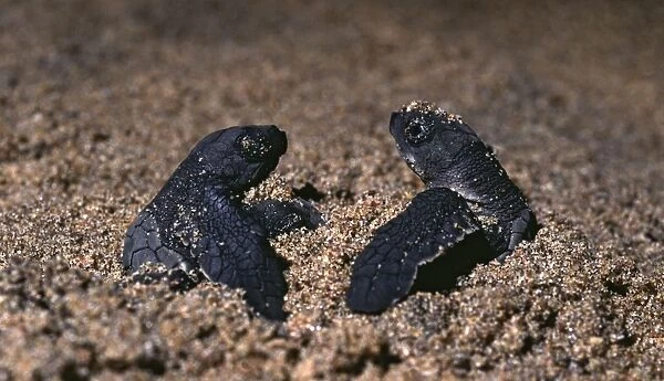 Olive Ridley Turtle hatchlings - First two hatchlings emerge at night from a turtle nest buried in the beach sand. Rushikulya beach, Orissa, India