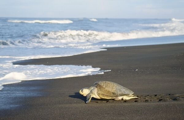 Olive Ridley Turtle - heading towards the sea