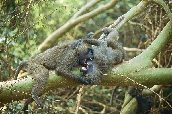 Olive  /  Savanna Baboon - fighting in tree - Lake Nakuru National Park - Kenya JFL05334