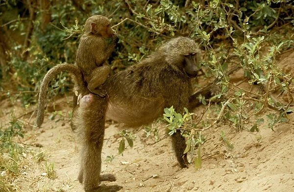Olive  /  Savanna Baboon - with young riding on back - Samburu National Reserve - Kenya JFL05339