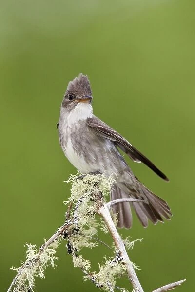 Olive-sided Flycatcher - June - northern Maine - USA
