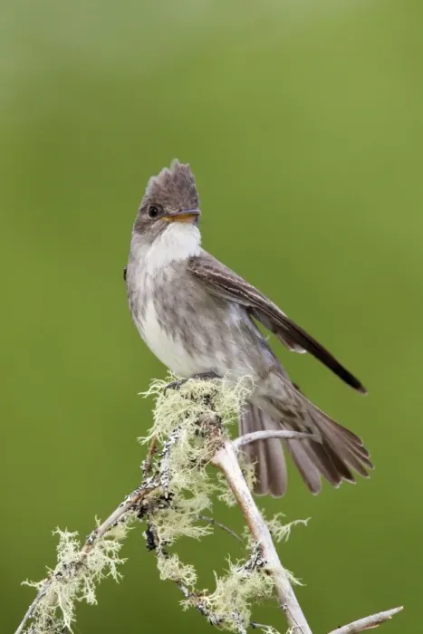 Framed Print : Olive-sided Flycatcher - June - northern Maine - USA Framed Print : Olive-sided Flycatcher - June - northern Maine - USA