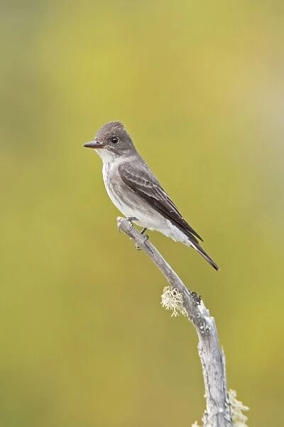 Olive-sided Flycatcher. Maine in June. USA