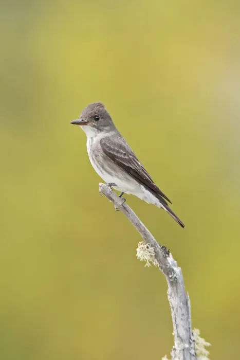 Framed Print : Olive-sided Flycatcher. Maine in June. USA Framed Print : Olive-sided Flycatcher. Maine in June. USA
