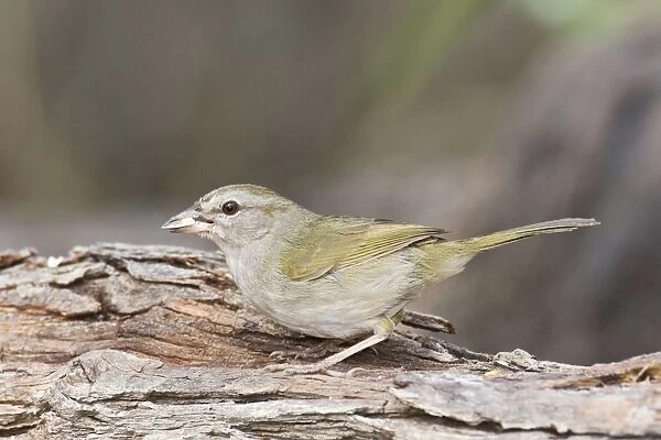 Olive Sparrow South Texas in March