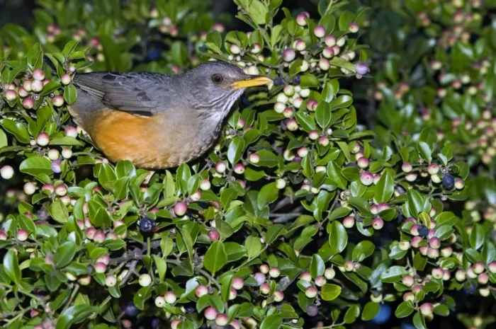 Framed Print : Olive Thrush - on cat thorn bush (Scutia myrtina) - Grahamstown, Eastern Cape, South Africa Framed Print : Olive Thrush - on cat thorn bush (Scutia myrtina) - Grahamstown, Eastern Cape, South Africa