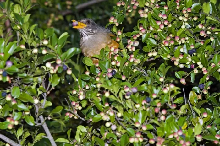 Framed Print : Olive Thrush - feeding on fruits of cat thorn bush (Scutia myrtina) - Grahamstown, Eastern Cape, South Africa