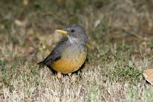 Olive Thrush. Inhabits montane and coastal forests and scrub; well adapted to surburban areas. Grahamstown, Eastern Cape, South Africa