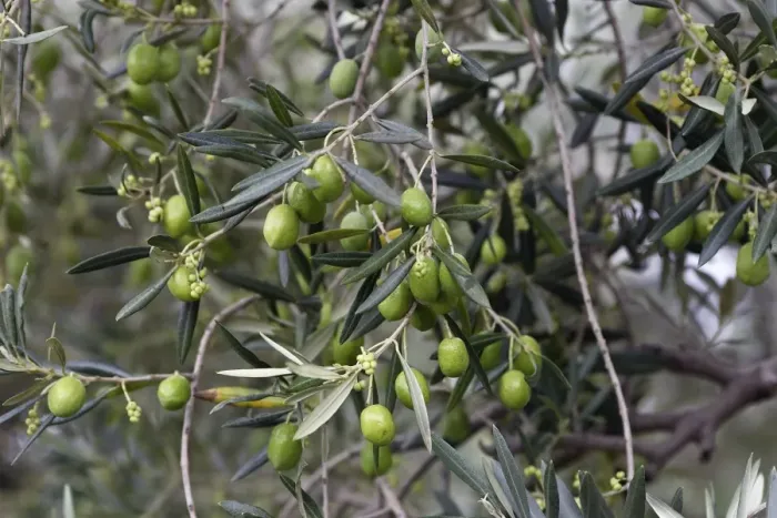 Framed Print : Olive Tree - close-up of fruits. South of france Framed Print : Olive Tree - close-up of fruits. South of france