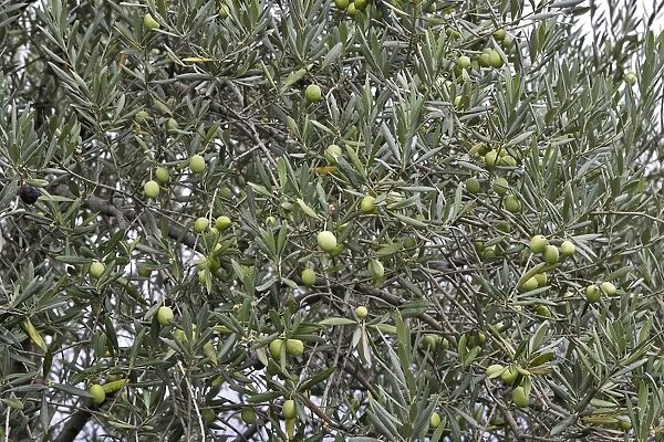 Olive Tree - close-up of fruits. South of france