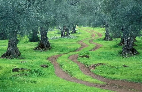 Olive Tree - Cultivation in the Sierra Morena. Province of Huelva, Andalucia, Spain