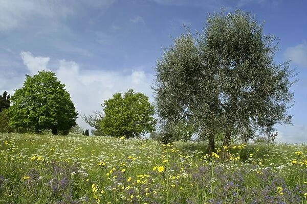 Olive Tree - in flowering spring meadow with Common Borage (Borago officinalis), Rough Hawksbeard (Crepis biennis) and Mediterranean Hartwort (Tordylium apulum) Val d Orcia, Tuscany, Italy