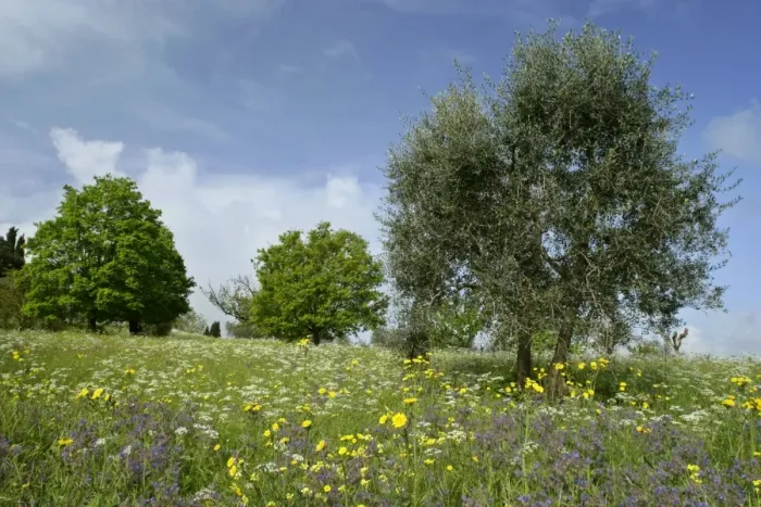 Framed Print : Olive Tree - in flowering spring meadow with Common Borage (Borago officinalis), Rough Hawksbeard (Crepis biennis) and Mediterranean Hartwort (Tordylium apulum) Val d Orcia, Tuscany, Italy Framed Print : Olive Tree - in flowering spring meadow with Common Borage (Borago officinalis), Rough Hawksbeard (Crepis biennis) and Mediterranean Hartwort (Tordylium apulum) Val d Orcia, Tuscany, Italy