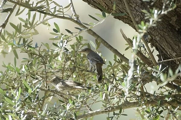Olive Tree Warbler Male and Female by their nest in olive grove Southern Turkey