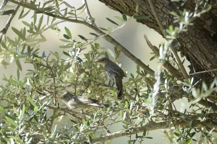 Framed Print : Olive Tree Warbler Male and Female by their nest in olive grove Southern Turkey Framed Print : Olive Tree Warbler Male and Female by their nest in olive grove Southern Turkey