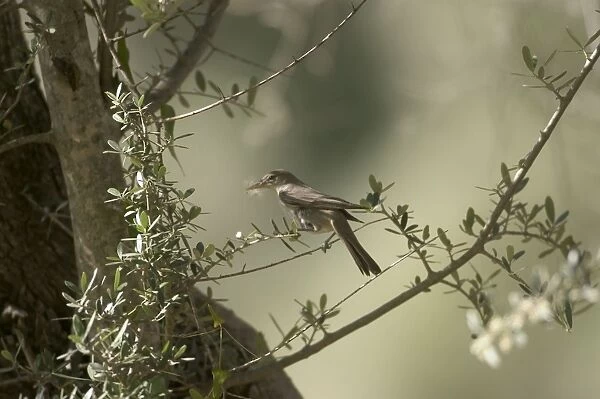Olive Tree Warbler with nesting material in beak In olive grove Southern Turkey