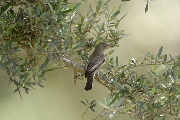 Olive Tree WArbler In olive grove Southern Turkey