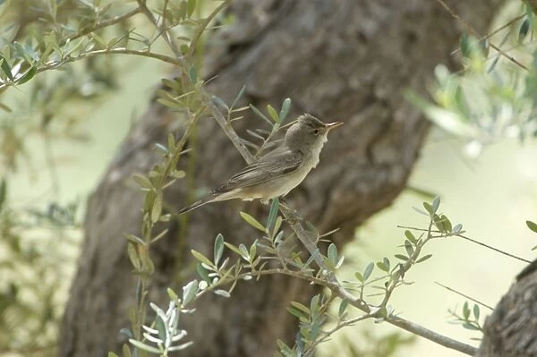 Olive Tree Warbler In olive grove Southern Turkey