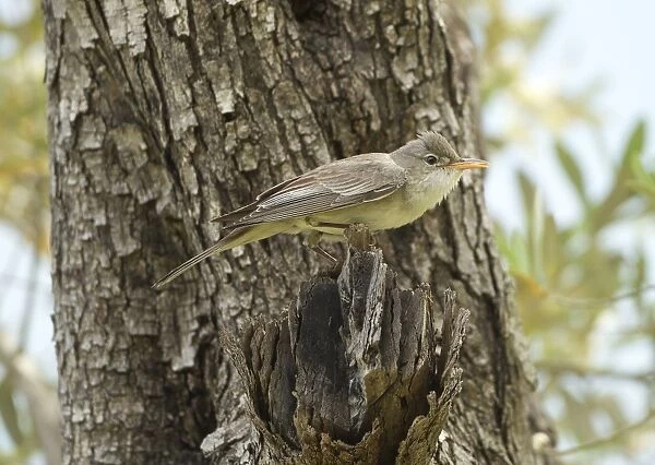 Olive-tree Warbler - perched on Olive Tree branch - Southern Turkey - May