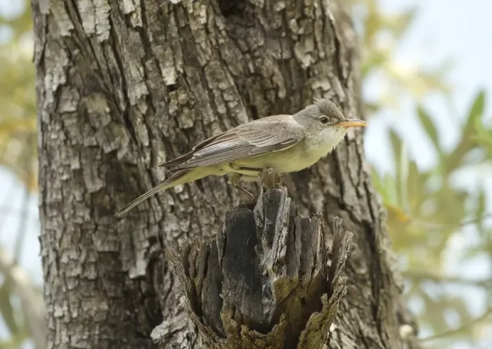 Framed Print : Olive-tree Warbler - perched on Olive Tree branch - Southern Turkey - May Framed Print : Olive-tree Warbler - perched on Olive Tree branch - Southern Turkey - May