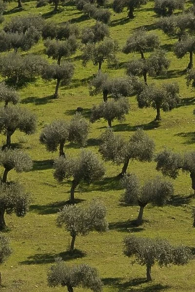 Olive Trees - Andalucia - Spain