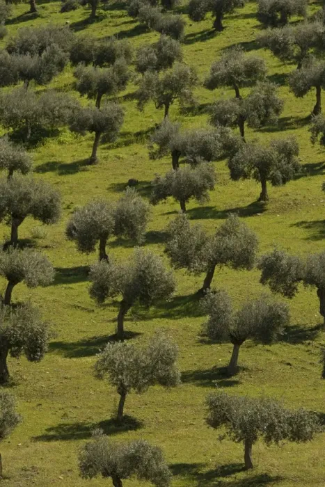 Framed Print : Olive Trees - Andalucia - Spain Framed Print : Olive Trees - Andalucia - Spain