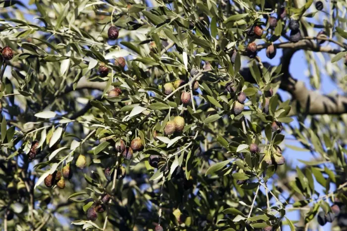 Framed Print : Olive Trees & Fruit - La Drome Provencale - France Framed Print : Olive Trees & Fruit - La Drome Provencale - France