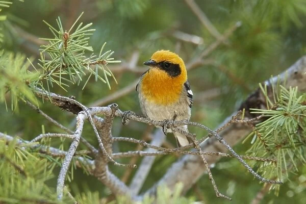 Olive Warbler - in the Chiricahua Mountains in southeastern AZ - July - USA