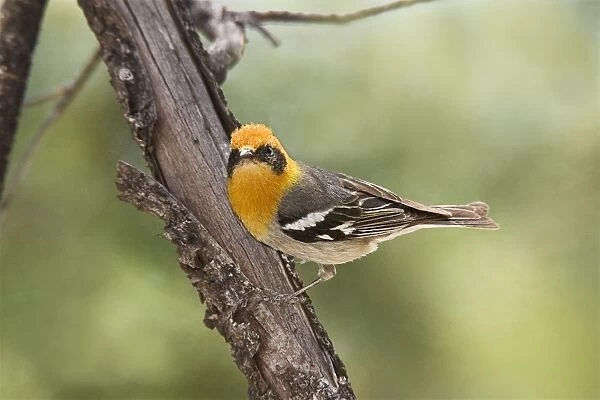 Olive Warbler - in the Chiricahua Mountains in southeastern AZ - July - USA