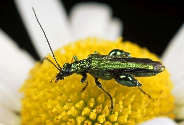 {ollen Beetle - eating pollen - UK