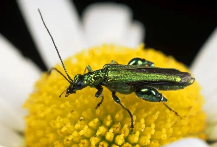 Framed Print : {ollen Beetle - eating pollen - UK