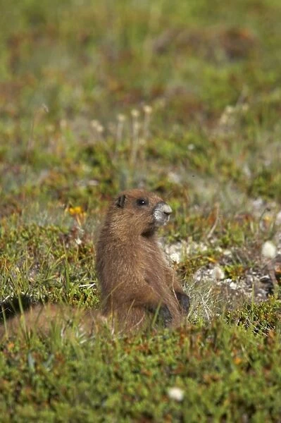 Olympic Marmot - On breeding grounds in subalpine meadow Olympic National Park, Washington State, USA MA000304