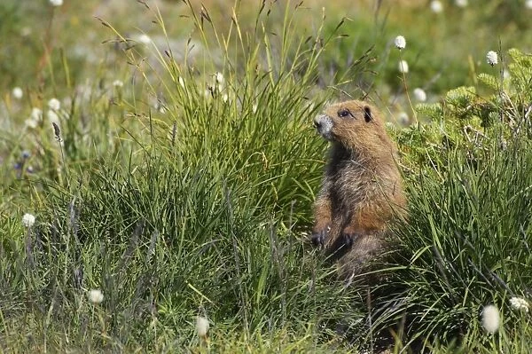 Olympic Marmot - On breeding grounds in subalpine meadow Olympic National Park, Washington State, USA MA000281