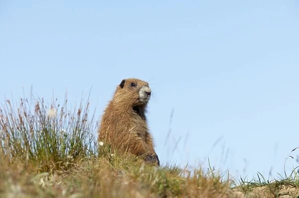 Olympic Marmot on breeding grounds in subalpine meadow Olympic National Park, Washington State, USA MA000311