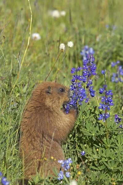 Olympic Marmot - Feeding on flowers in subalpine meadow Olympic National Park, Washington State, USA MA000342
