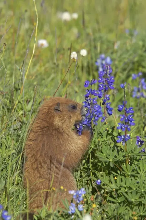 Framed Print : Olympic Marmot - Feeding on flowers in subalpine meadow Olympic National Park, Washington State, USA MA000342 Framed Print : Olympic Marmot - Feeding on flowers in subalpine meadow Olympic National Park, Washington State, USA MA000342