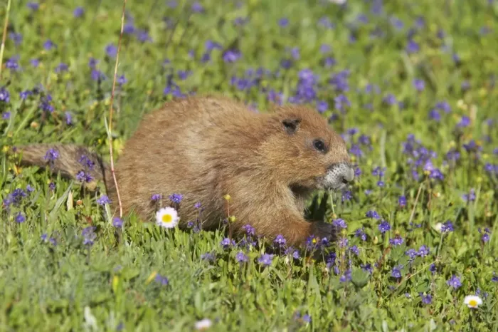 Framed Print : Olympic Marmot - Feeding on flowers in subalpine meadow Olympic National Park, Washington State, USA MA000345 Framed Print : Olympic Marmot - Feeding on flowers in subalpine meadow Olympic National Park, Washington State, USA MA000345