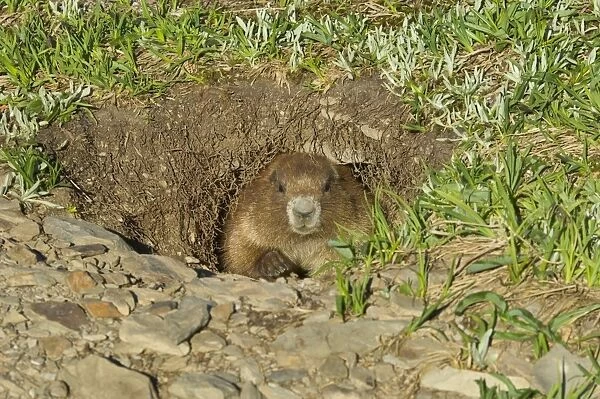 Olympic Marmot - looking out of burrow. Olympic National Park, Washington, USA. _AAX6816