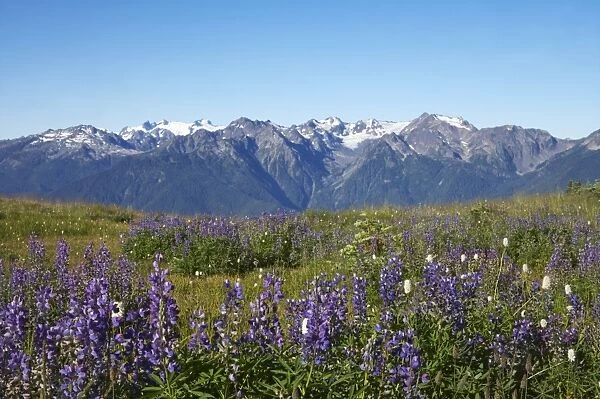 Olympic Mountains with Lupins in foreground Olympic National Park, Washington State, USA LA001448