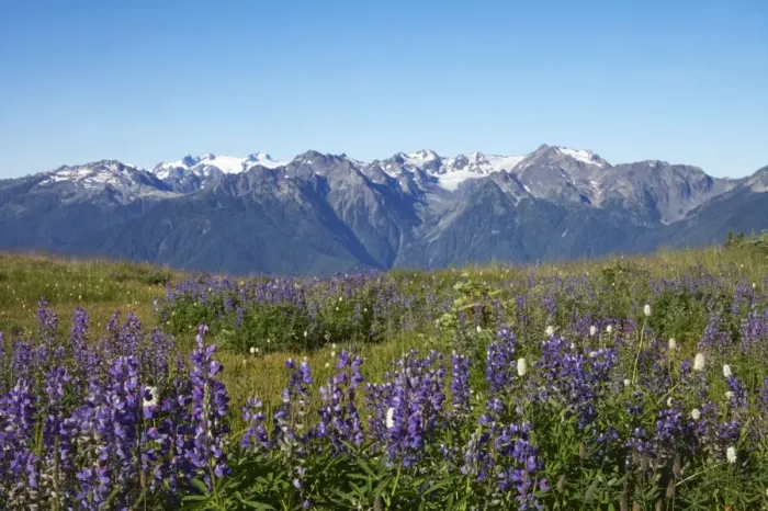 Framed Print : Olympic Mountains with Lupins in foreground Olympic National Park, Washington State, USA LA001448 Framed Print : Olympic Mountains with Lupins in foreground Olympic National Park, Washington State, USA LA001448
