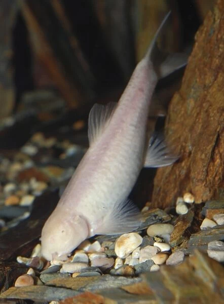 Oman Blind Cave Fish - Oman