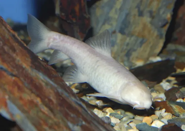 Framed Print : Oman Blind Cave Fish - Oman