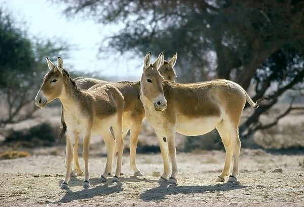 Onager  /  Persian Wild Ass - Central Asia JPF17028