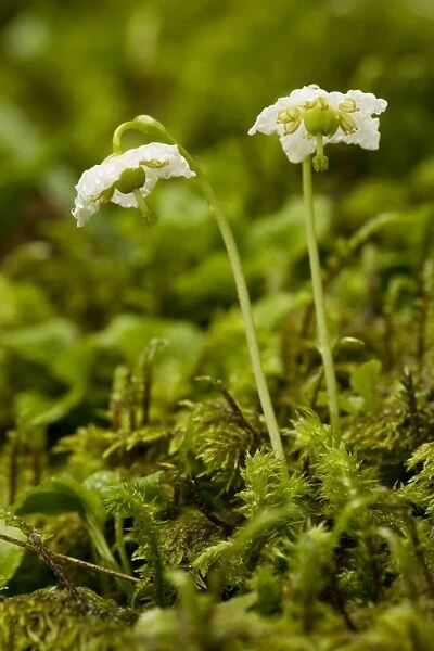 One-flowered wintergreen or St Olaf's Candle (Moneses uniflora), in shady coniferous woodland. Very rare in UK (Scotland)