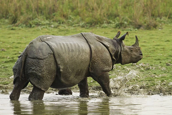 One-horned Rhinoceros, coming out of jungle