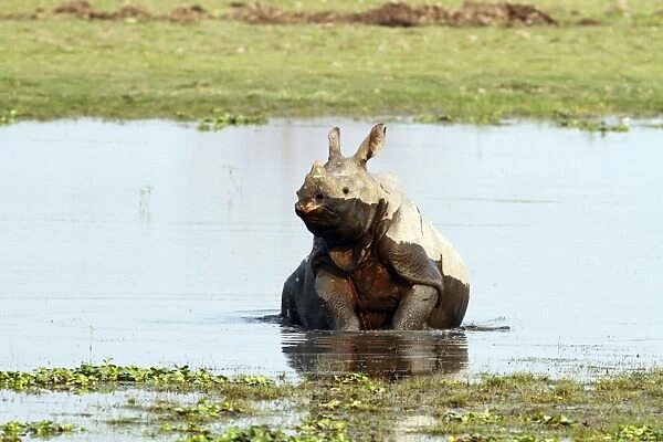 One-horned Rhinoceros - getting up in the river Brahamputra