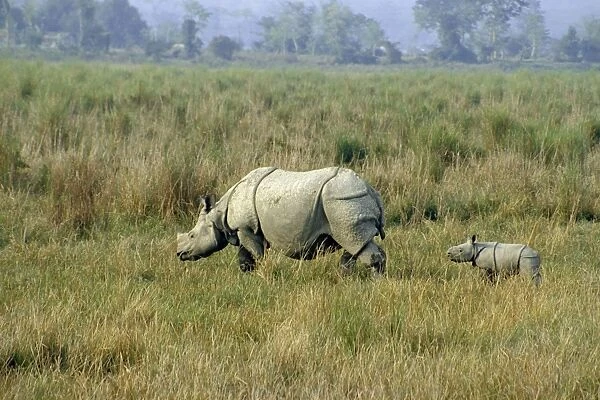 One-horned Rhinoceros JR 78 Parent with young, India © Jagdeep Rajput  /  ARDEA LONDON