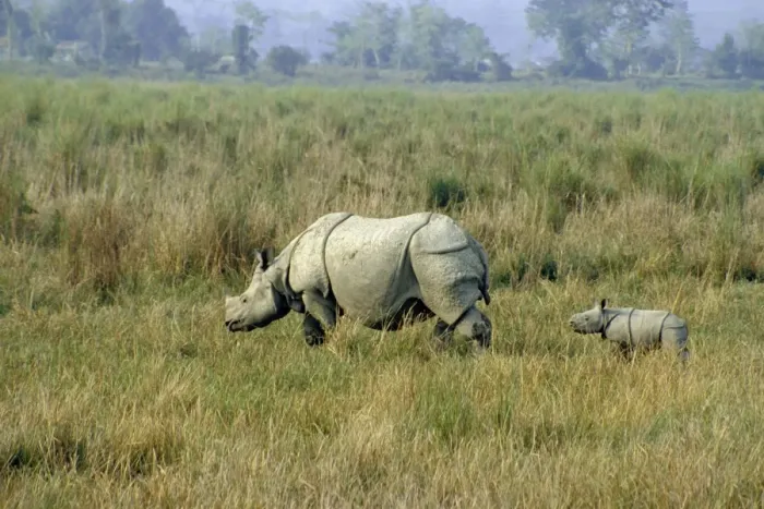 Framed Print : One-horned Rhinoceros JR 78 Parent with young, India © Jagdeep Rajput / ARDEA LONDON Framed Print : One-horned Rhinoceros JR 78 Parent with young, India © Jagdeep Rajput / ARDEA LONDON