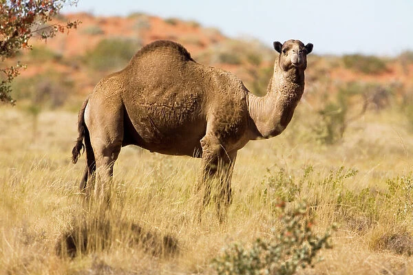 One-humped Camel  /  Dromedary  /  Dromedary Camel - In the Australian Outback along the Kidson Track, Western Australia